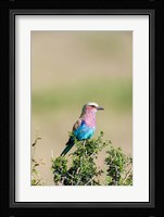 Lilac-breasted Roller sitting on a bush in the Maasai Mara, Kenya Fine Art Print