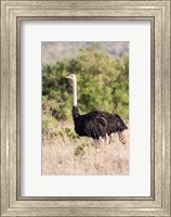 Maasai Ostrich, Tsavo-West National Park, Kenya Fine Art Print