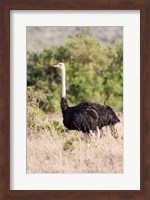 Maasai Ostrich, Tsavo-West National Park, Kenya Fine Art Print
