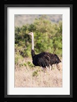 Maasai Ostrich, Tsavo-West National Park, Kenya Fine Art Print