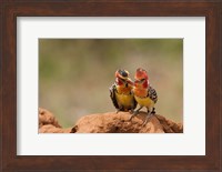 Kenya, Samburu, Red-Yellow Barbet bird Fine Art Print
