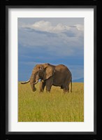 Kenya, Maasai Mara National Park, Male elephant Fine Art Print