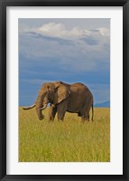 Kenya, Maasai Mara National Park, Male elephant Fine Art Print