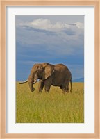 Kenya, Maasai Mara National Park, Male elephant Fine Art Print
