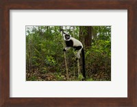 Lemur, Madagascar Fine Art Print