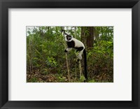 Lemur, Madagascar Fine Art Print
