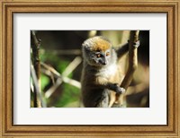 Madagascar, Andasibe, Ile Aux Lemuriens, baby Golden Bamboo Lemur. Fine Art Print