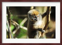 Madagascar, Andasibe, Ile Aux Lemuriens, baby Golden Bamboo Lemur. Fine Art Print