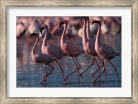 Lesser Flamingoes, Lake Nakuru National Park, Kenya Fine Art Print