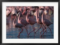 Lesser Flamingoes, Lake Nakuru National Park, Kenya Fine Art Print