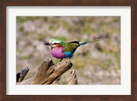 Lilac Breasted Roller, Kruger National Park, South Africa Fine Art Print
