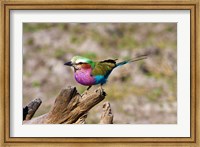 Lilac Breasted Roller, Kruger National Park, South Africa Fine Art Print