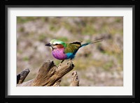 Lilac Breasted Roller, Kruger National Park, South Africa Fine Art Print