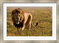 Lion, Ngorongoro Crater, Serengeti National Park, Tanzania Fine Art Print