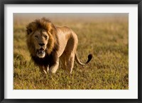 Lion, Ngorongoro Crater, Serengeti National Park, Tanzania Fine Art Print