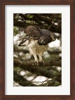 Martial Eagle, Gol Kopjes, Serengeti National Park, Tanzania Fine Art Print
