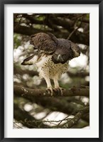 Martial Eagle, Gol Kopjes, Serengeti National Park, Tanzania Fine Art Print