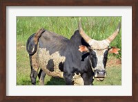 Madagascar, Antananarivo, ox with large horn. Fine Art Print