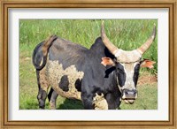Madagascar, Antananarivo, ox with large horn. Fine Art Print
