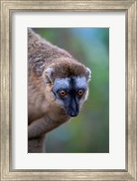 Lemur, Perinet Reserve, Toamasina, Madagascar Fine Art Print