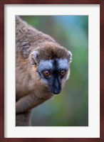 Lemur, Perinet Reserve, Toamasina, Madagascar Fine Art Print