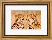 Kenya, Masai Mara National Reserve. Two cheetahs Fine Art Print