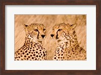 Kenya, Masai Mara National Reserve. Two cheetahs Fine Art Print