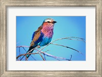Kenya, Masai Mara, Lilac-breasted roller bird Fine Art Print