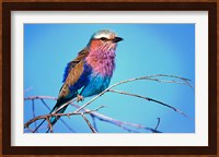 Kenya, Masai Mara, Lilac-breasted roller bird Fine Art Print