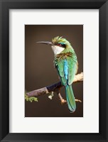 Kenya, Samburu NR, Somali bee-eater, tropical bird Fine Art Print