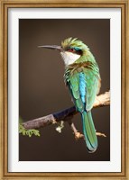 Kenya, Samburu NR, Somali bee-eater, tropical bird Fine Art Print