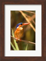 Malawi, Liwonde NP, Malachite kingfisher bird on branch Fine Art Print