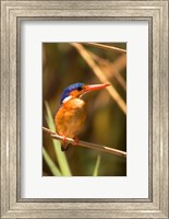 Malawi, Liwonde NP, Malachite kingfisher bird on branch Fine Art Print