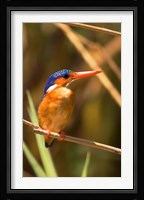 Malawi, Liwonde NP, Malachite kingfisher bird on branch Fine Art Print