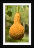 Malawi; Mangochi; Lake Malawi; Fruit, Club Makakola Fine Art Print