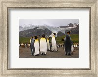 King penguins, Gold Harbor, South Georgia Fine Art Print