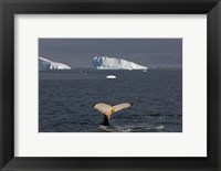 Humpback whale, Western Antarctic Peninsula Fine Art Print