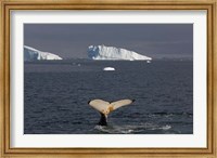 Humpback whale, Western Antarctic Peninsula Fine Art Print