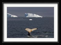 Humpback whale, Western Antarctic Peninsula Fine Art Print