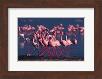 Lesser Flamingo, Kenya Fine Art Print