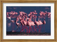 Lesser Flamingo, Kenya Fine Art Print