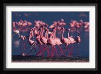 Lesser Flamingo, Kenya Fine Art Print