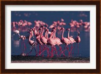 Lesser Flamingo, Kenya Fine Art Print