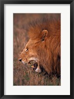 Male Lion, Masai Mara, Kenya Fine Art Print