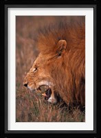 Male Lion, Masai Mara, Kenya Fine Art Print