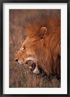 Male Lion, Masai Mara, Kenya Fine Art Print