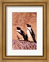 Jackass Penguins, Simons Town, South Africa Fine Art Print