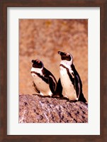 Jackass Penguins, Simons Town, South Africa Fine Art Print