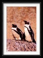 Jackass Penguins, Simons Town, South Africa Fine Art Print