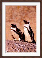 Jackass Penguins, Simons Town, South Africa Fine Art Print